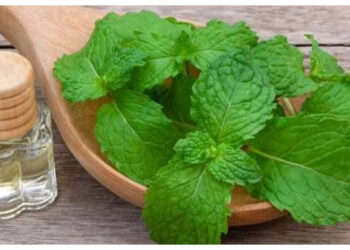 Rahasia Daun Spearmint, dari Redakan Mual hingga Seimbangkan Hormon