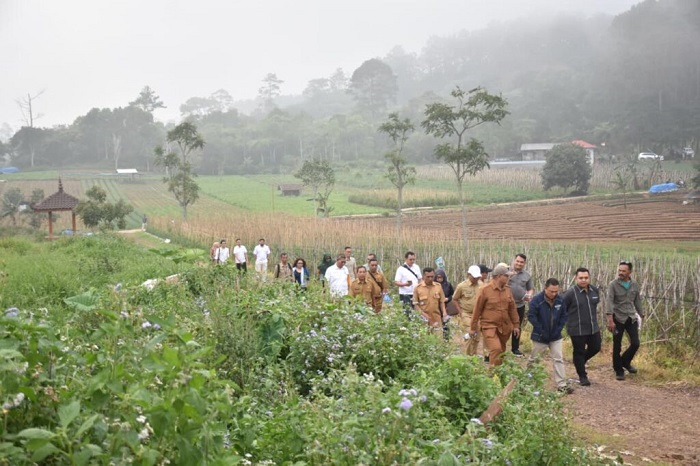 Target Pengembangan Pohon Jagung di Kuningan 2.500 Hektar