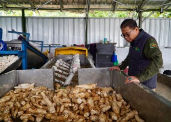 Perkuat Hilirisasi Singkong, Bantuan Bapanas Dorong UMKM Naik Kelas