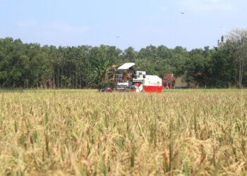 Panen Lebih Awal di Kuningan Jadi Penyangga Pasokan Beras di Tengah Antisipasi El Nino