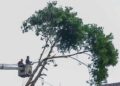 Penebangan dan Pemangkasan Pohon di Jalan Provinsi Harus Seizin Gubernur