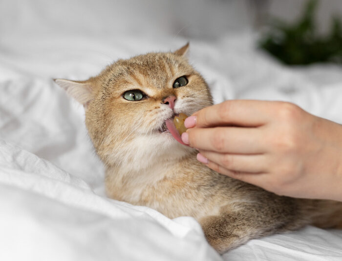Cek Rekomendasi Buah untuk Kucing yang Aman Dimakan, Pecinta Anabul Perlu tahu!