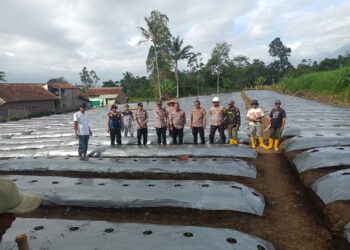 Dukung Ketahanan Pangan, Polsek Pasirwangi Tanam 10 Ribu Bibit Cabai di Lahan Tidur