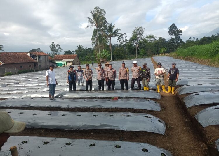 Dukung Ketahanan Pangan, Polsek Pasirwangi Tanam 10 Ribu Bibit Cabai di Lahan Tidur