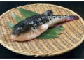 Ikan Buntal Bisa Mematikan, Ini Gejala dan Bahaya Keracunannya