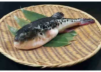 Ikan Buntal Bisa Mematikan, Ini Gejala dan Bahaya Keracunannya