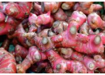 Jahe Merah Jadi Herbal Andalan, Ini Beragam Khasiatnya bagi Kesehatan 1 Jahe Merah Jadi Herbal Andalan, Ini Beragam Khasiatnya bagi Kesehatan