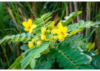 Daun Senna, Herbal Ampuh Atasi Sembelit dan Jaga Pencernaan
