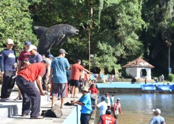 Pasca Kematian 1.200 Ikan Dewa, Kini Mulai Pulih Kembali ke Habitatnya 2 Pasca Kematian 1.200 Ikan Dewa, Kini Mulai Pulih Kembali ke Habitatnya