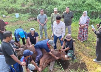 IKMT Gelar Qurban di Tanah Mesjid, Perkuat Kegiatan Sosial dan Persiapan Pembangunan Mesjid 5 IKMT Gelar Qurban di Tanah Mesjid, Perkuat Kegiatan Sosial dan Persiapan Pembangunan Mesjid