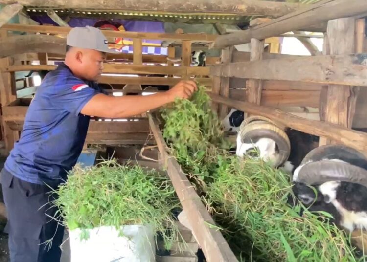 Jaga Keamanan Sekaligus Beternak, Anggota Polres Majalengka Raup Untung Puluhan Juta dari Domba Kurban