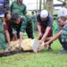 Kodim Kuningan Salurkan Hewan Kurban 2 Ekor Sapi dan 4 Ekor Kambing 5 Kodim Kuningan Salurkan Hewan Kurban 2 Ekor Sapi dan 4 Ekor Kambing