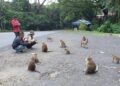 Wisata Religi di Bukit Plangon Dihuni Puluhan Monyet Liar
