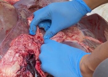 Petugas Temukan Cacing di Hati Sapi Kurban, Empat Domba Tak Cukup Umur di Majalengka 1 Petugas Temukan Cacing di Hati Sapi Kurban, Empat Domba Tak Cukup Umur di Majalengka
