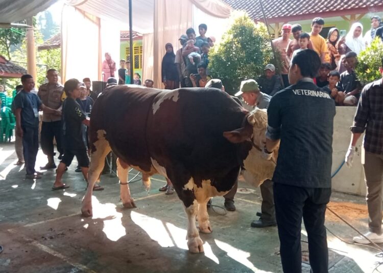 Semangat Cageur Bageur Menggema, SMAN 1 Tasikmalaya Sembelih 12 Sapi Kurban Libatkan Guru, Alumni, Orang Tua, dan Siswa 1 Semangat Cageur Bageur Menggema, SMAN 1 Tasikmalaya Sembelih 12 Sapi Kurban Libatkan Guru, Alumni, Orang Tua, dan Siswa