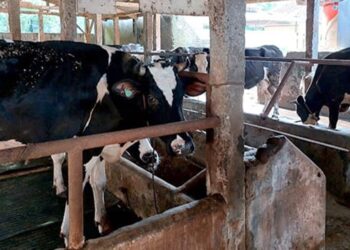 100 Kambing Belum Layak Jadi Hewan Kurban. Sapi Kurban Banpres Bobot 1,08 Ton 1 100 Kambing Belum Layak Jadi Hewan Kurban. Sapi Kurban Banpres Bobot 1,08 Ton