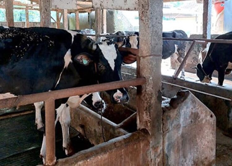 100 Kambing Belum Layak Jadi Hewan Kurban. Sapi Kurban Banpres Bobot 1,08 Ton 1 100 Kambing Belum Layak Jadi Hewan Kurban. Sapi Kurban Banpres Bobot 1,08 Ton