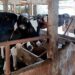 100 Kambing Belum Layak Jadi Hewan Kurban. Sapi Kurban Banpres Bobot 1,08 Ton 8 100 Kambing Belum Layak Jadi Hewan Kurban. Sapi Kurban Banpres Bobot 1,08 Ton