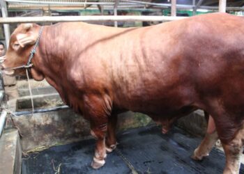 Sapi Limousin Banpres Prabowo Seberat 1,1 Ton Siap Disalurkan DKM Syi'arul Islam 1 Sapi Limousin Banpres Prabowo Seberat 1,1 Ton Siap Disalurkan DKM Syi’arul Islam