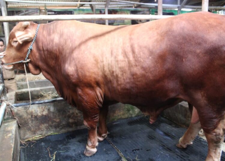 Sapi Limousin Banpres Prabowo Seberat 1,1 Ton Siap Disalurkan DKM Syi'arul Islam 1 Sapi Limousin Banpres Prabowo Seberat 1,1 Ton Siap Disalurkan DKM Syi’arul Islam