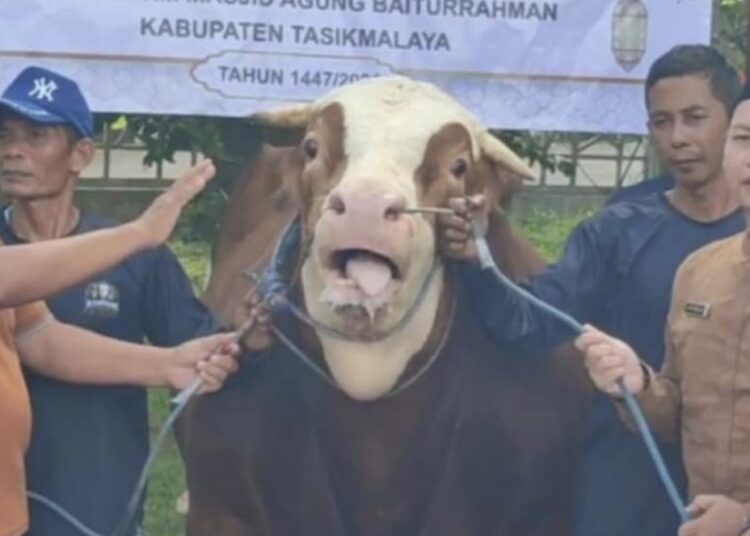 Jelang Idul Adha 1447 H, Sapi Raksasa 1,2 Ton Milik Presiden Tiba di Halaman Masjid Agung Baiturrahman