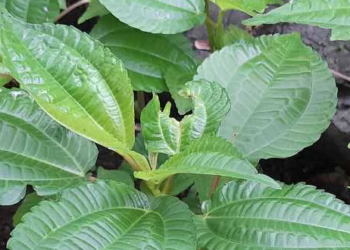 Daun Pohpohan, Sayuran Tradisional Kaya Nutrisi dan Antioksidan 1 Daun Pohpohan, Sayuran Tradisional Kaya Nutrisi dan Antioksidan