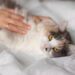 Tanda-Tanda Kucing Mau Melahirkan, Siap Siap! 8 Tanda-Tanda Kucing Mau Melahirkan, Siap Siap!