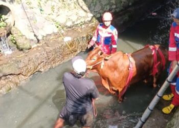 Dramatis, Tim Damkar Kota Tasikmalaya Selamatkan Sapi 400 Kilogram Terjebak di Sungai Jalan Petir 2 Dramatis, Tim Damkar Kota Tasikmalaya Selamatkan Sapi 400 Kilogram Terjebak di Sungai Jalan Petir