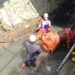 Dramatis, Tim Damkar Kota Tasikmalaya Selamatkan Sapi 400 Kilogram Terjebak di Sungai Jalan Petir