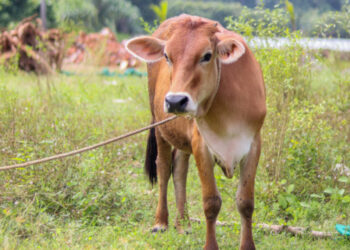 Tips Agar Daging Kurban Empuk dan Tidak Alot, Gampang! 4 Tips Agar Daging Kurban Empuk dan Tidak Alot, Gampang!