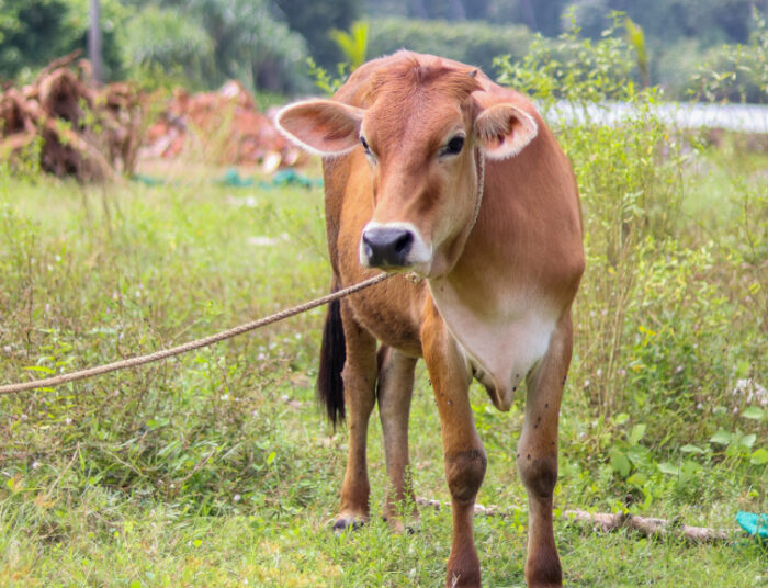 Tips Agar Daging Kurban Empuk dan Tidak Alot, Gampang! 1 Tips Agar Daging Kurban Empuk dan Tidak Alot, Gampang!
