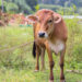 Tips Agar Daging Kurban Empuk dan Tidak Alot, Gampang!