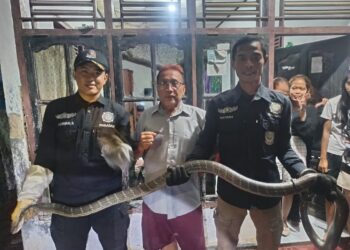 Ular King Cobra 3 Meter Nyaris Masuk Rumah Tetin 4 Ular King Cobra 3 Meter Nyaris Masuk Rumah Tetin