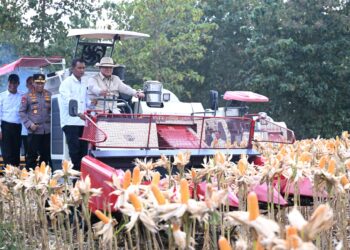Surplus Jagung Kokohkan Ketahanan Pangan Nasional 3 Surplus Jagung Kokohkan Ketahanan Pangan Nasional