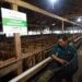 BAZNAS RI Hadirkan Program Kurban Berkah Berdayakan Desa 2026