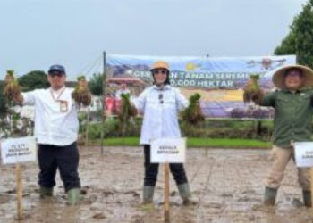 Tanam 50 Ribu Hektare Serentak, Kementan Pacu Produksi Lewat Optimasi Lahan 4 Tanam 50 Ribu Hektare Serentak, Kementan Pacu Produksi Lewat Optimasi Lahan