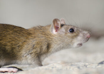 Ampuh! Gini Tips Membasmi Tikus di Rumah, Harus Tahu 2 Ampuh! Gini Tips Membasmi Tikus di Rumah, Harus Tahu