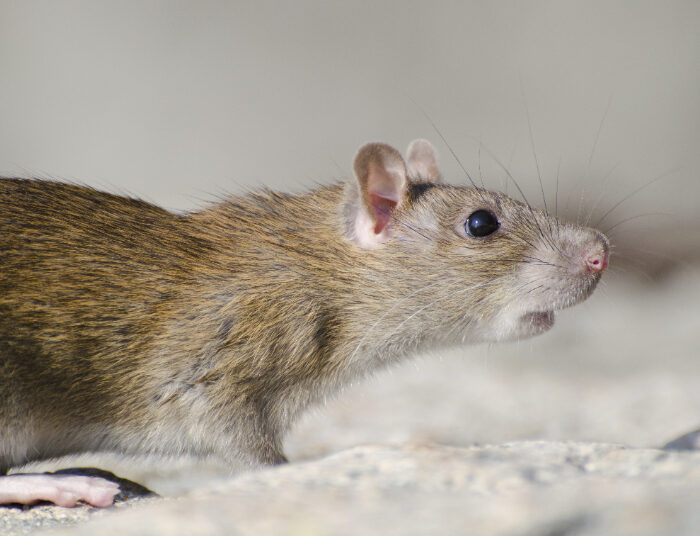 Ampuh! Gini Tips Membasmi Tikus di Rumah, Harus Tahu 1 Ampuh! Gini Tips Membasmi Tikus di Rumah, Harus Tahu