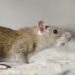 Ampuh! Gini Tips Membasmi Tikus di Rumah, Harus Tahu