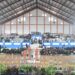 765 Pesilat Bertarung di Pencak Silat Nasional  Ciremai Fest Series 2026