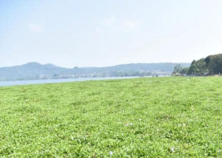 Hamparan Liar Eceng Gondok di Waduk Darma Akibat Pembiaran 1 Hamparan Liar Eceng Gondok di Waduk Darma Akibat Pembiaran