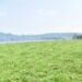 Hamparan Liar Eceng Gondok di Waduk Darma Akibat Pembiaran 9 Hamparan Liar Eceng Gondok di Waduk Darma Akibat Pembiaran