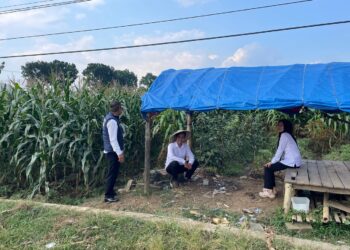 Dukung Ketahanan Pangan Nasional, Satuan Narkoba Lakukan Pengecekan dan Pendampingan Langsung ke Ladang Jagung di Sindangkasi 3 Dukung Ketahanan Pangan Nasional, Satuan Narkoba Lakukan Pengecekan dan Pendampingan Langsung ke Ladang Jagung di Sindangkasi