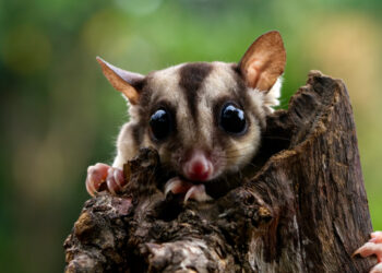 Imut Banget! Gini Tips Memelihara Sugar Glider Buat Pemula