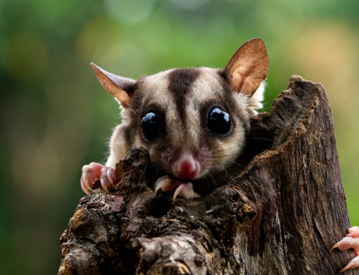 Imut Banget! Gini Tips Memelihara Sugar Glider Buat Pemula