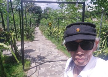 Wisata Petik Buah Naga Kuning di Sangkanika Petik Sesuka Hati dari Pohonnya 1 Wisata Petik Buah Naga Kuning di Sangkanika Petik Sesuka Hati dari Pohonnya
