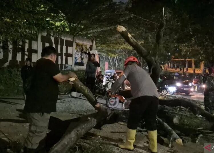 5  Pemotor Tertimpa Pohon Tumbang Depan Unpad Jatinangor, 1 Kritis, 2 Luka Berat, 2 Luka Ringan