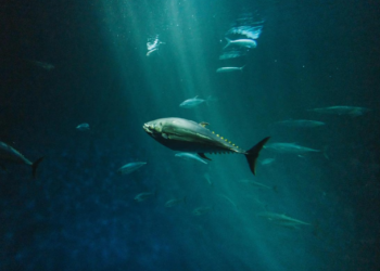 Fakta Unik: Ikan-Ikan Antartika yang Kebal Suhu Minus Ekstrem 5 Fakta Unik: Ikan-Ikan Antartika yang Kebal Suhu Minus Ekstrem