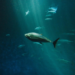 Fakta Unik: Ikan-Ikan Antartika yang Kebal Suhu Minus Ekstrem 9 Fakta Unik: Ikan-Ikan Antartika yang Kebal Suhu Minus Ekstrem
