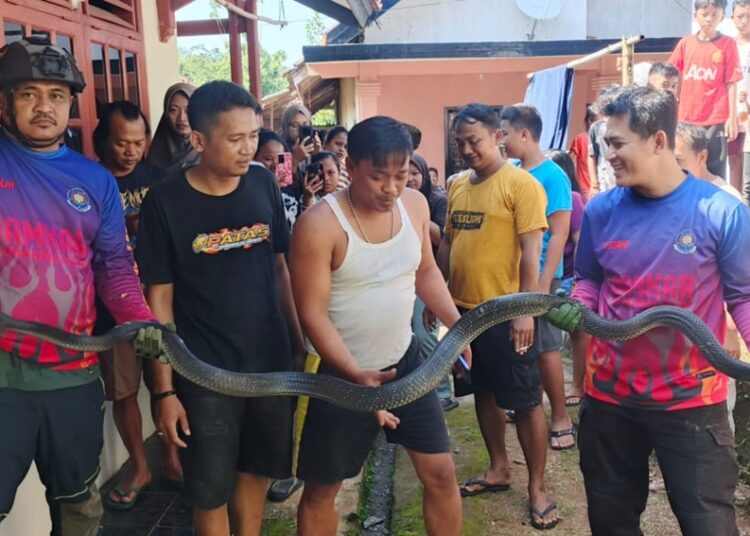 Ular Lanang Sapi dan Ular King Kobra 3,5 Meter Dievakuasi Tim Damkar